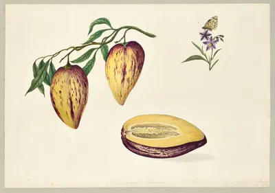 Solanum muricatum (Pepino) by Dorothea Eliza Smith, 1850-1853 — digital art print download