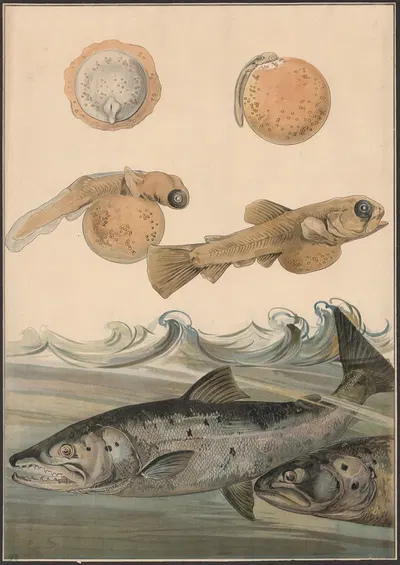 Salmon by Albert Kull, 1910 — digital art print download