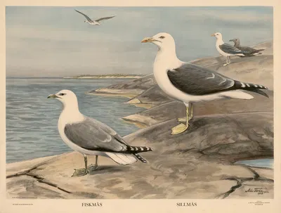 Abborre. Mört. Gädda by Nils Tirén, 1929 — digital art print download