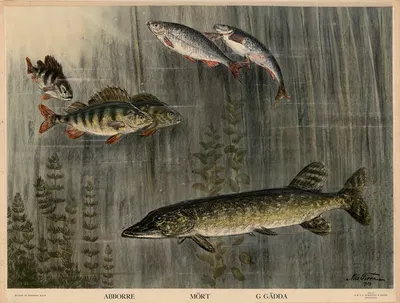 Abborre. Mört. Gädda by Nils Tirén, 1930 — digital art print download