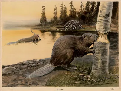 Bäver by Nils Tirén, 1934 — digital art print download