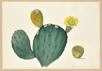Opuntia tuna (Prickly pear cactus) by Dorothea Eliza Smith, 1850-1853 — digital art print download