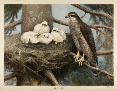 Duvhök by Nils Tirén, 1928 — digital art print download