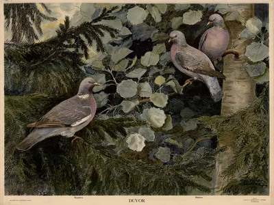 Duvor by Nils Tirén, 1930 — digital art print download