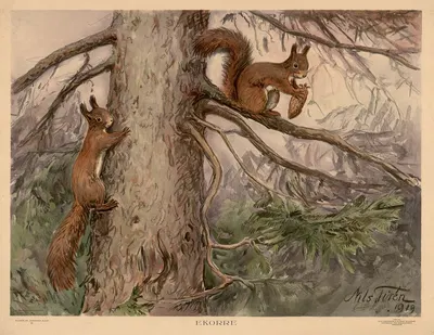 Ekorre by Nils Tirén, 1919 — digital art print download