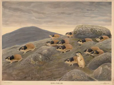 Fjälllämlar by Nils Tirén, 1934 — digital art print download
