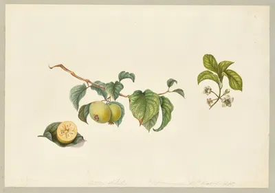 Campomanesia lineatifolia (Palillo) by Dorothea Eliza Smith, 1850-1853 — digital art print download