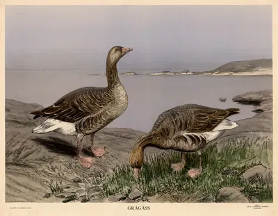 Grågäss by Nils Tirén, 1930 — digital art print download