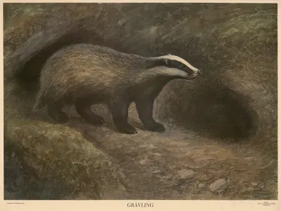 Grävling by Nils Tirén, 1925 — digital art print download