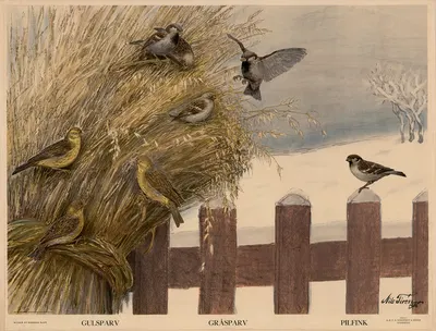 Gulsparv. Gråsparv. Pilfink by Nils Tirén, 1931 — digital art print download