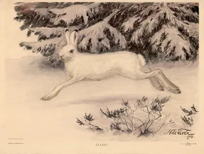 Hare by Nils Tirén, 1918 — digital art print download