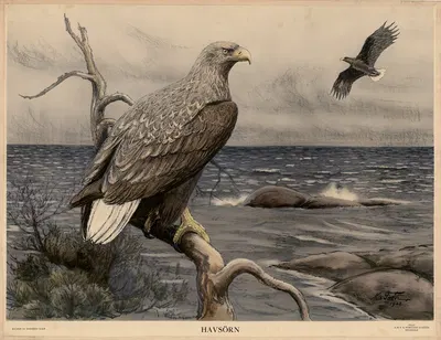 Havsörn by Nils Tirén, 1932 — digital art print download