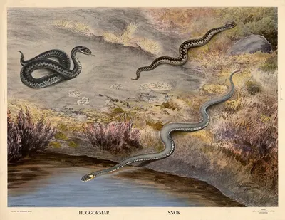 Hugormar. Snok by Nils Tirén, 1932 — digital art print download