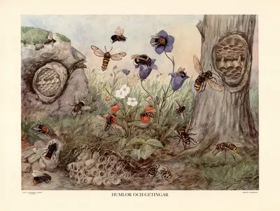 Humlor och getingar by Nils Tirén, 1950 — digital art print download