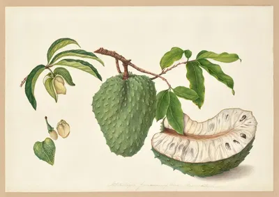 Annona Muricata (Guanabana) by Dorothea Eliza Smith, 1850-1853 — digital art print download