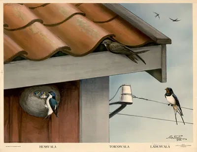 Hussvala. Tornsvala. Ludusvala by Nils Tirén, 1932 — digital art print download