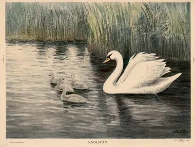 Knölsvan by Nils Tirén, 1929 — digital art print download