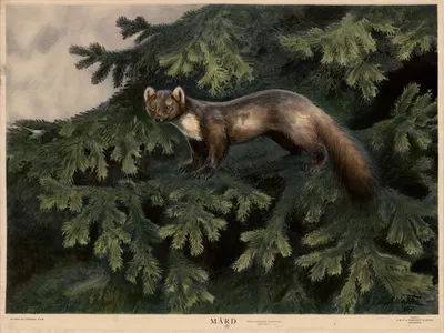 Mård by Nils Tirén, 1928 — digital art print download