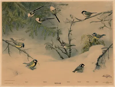 Mesar by Nils Tirén, 1929 — digital art print download