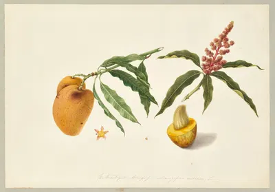 Mangifera indica (Mango) by Dorothea Eliza Smith, 1850-1853 — digital art print download