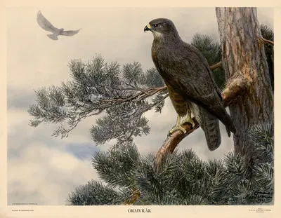 Ormvråk by Nils Tirén, 1930 — digital art print download