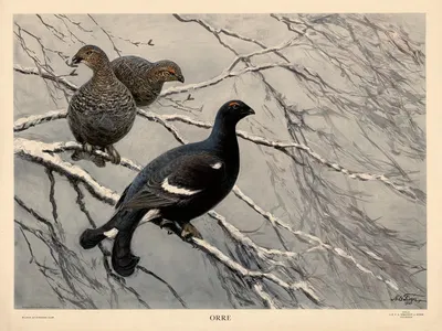 Orre by Nils Tirén, 1928 — digital art print download