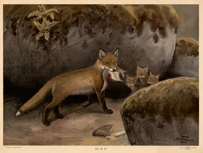 Räv by Nils Tirén, 1924 — digital art print download