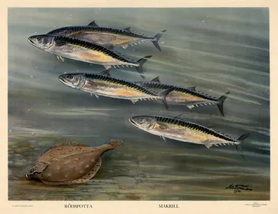 Rödspotta. Makrill. by Nils Tirén, 1932 — digital art print download