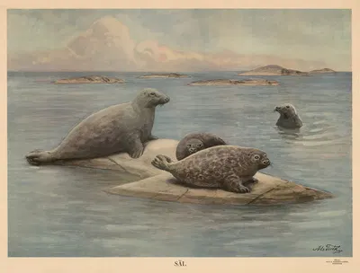 Säl by Nils Tirén, 1925 — digital art print download