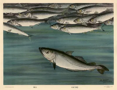 Sill. Gråsej. by Nils Tirén, 1931 — digital art print download