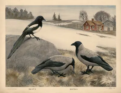 Skata. Kråka by Nils Tirén, 1928 — digital art print download