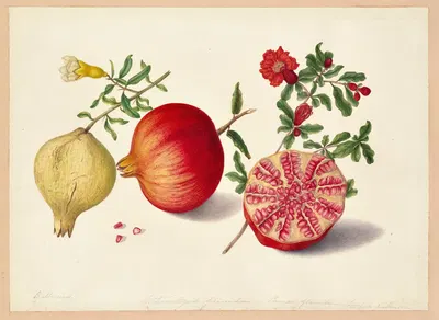 Punica granatum (Granada) by Dorothea Eliza Smith, 1850-1853 — digital art print download