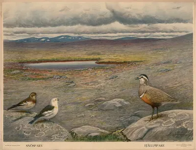 Snösparv. Fjällpipare by Nils Tirén, 1931 — digital art print download