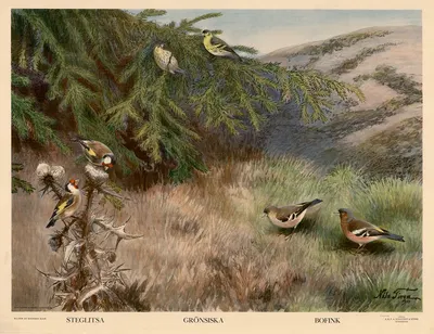 Steglitsa. Grönsiska. Bofink by Nils Tirén, 1931 — digital art print download