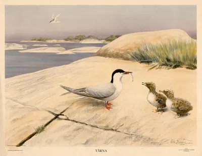 Tärna by Nils Tirén, 1930 — digital art print download