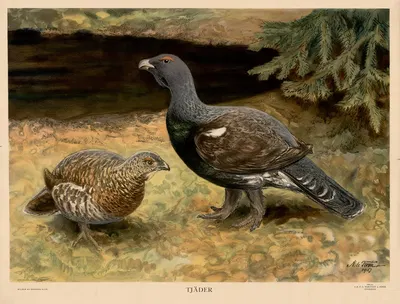 Tjäder by Nils Tirén, 1928 — digital art print download