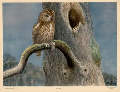 Uggla by Nils Tirén, 1929 — digital art print download