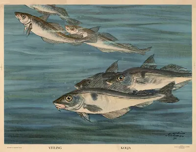 Vitling. Kolja by Nils Tirén, 1931 — digital art print download