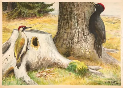 Woodpecker by Nils Tirén, 1928 — digital art print download