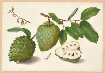 Annona cherimola (Chirimoya) by Dorothea Eliza Smith, 1850-1853 — digital art print download