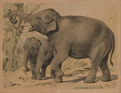 Elefant by Олуф Август Хермансен, 1892 — digital art print download
