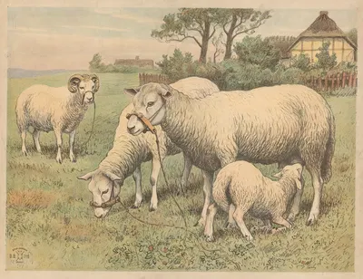 Får (variant) by Oluf August Hermansen, 1892 — digital art print download