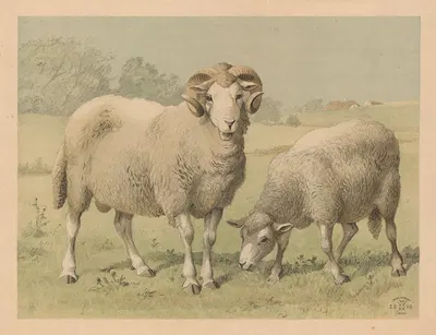 Får by Oluf August Hermansen, 1892 — digital art print download