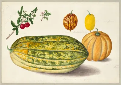 Cucumis melo, Cucumis sativus, Momordica balsamina, Momordica elaterium by Dorothea Eliza Smith, 1850-1853 — digital art…