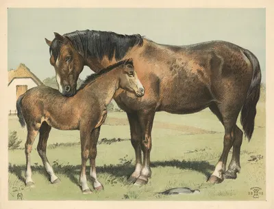 Hest by Олуф Август Хермансен, 1892 — digital art print download