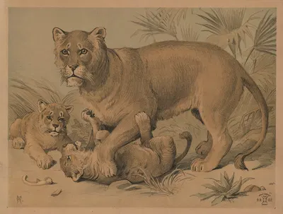 Hunløve med unger by Олуф Август Хермансен, 1892 — digital art print download