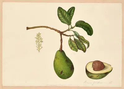 Persea americana (Aguacate or Avocado) by Dorothea Eliza Smith, 1850-1853 — digital art print download