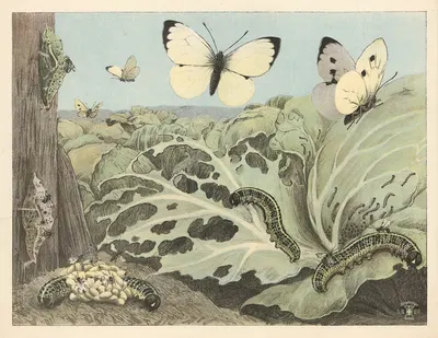 Kålorm by Олуф Август Хермансен, 1892 — digital art print download