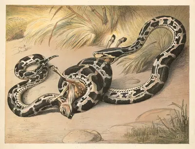 Kvælerslange by Олуф Август Хермансен, 1892 — digital art print download