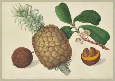 Ananassa Sativa and The Mammea americana by Dorothea Eliza Smith, 1850-1853 — digital art print download